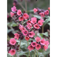 Miodunka czerwona Pulmonaria rubra