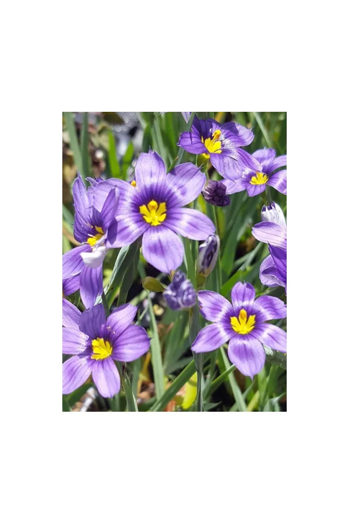 Miecznica wąskolistna 'Lucerna' Sisyrinchium angustifolium