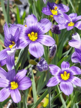 Miecznica wąskolistna 'Lucerna' Sisyrinchium angustifolium