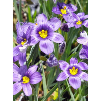 Miecznica wąskolistna 'Lucerna' Sisyrinchium angustifolium