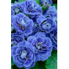 Pierwiosnek 'Belarina® Baltic Blue' | Primula