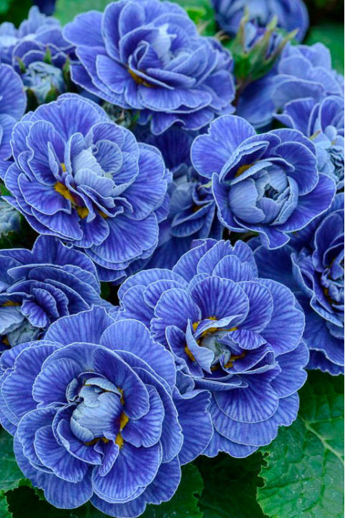 Pierwiosnek 'Belarina® Baltic Blue' | Primula