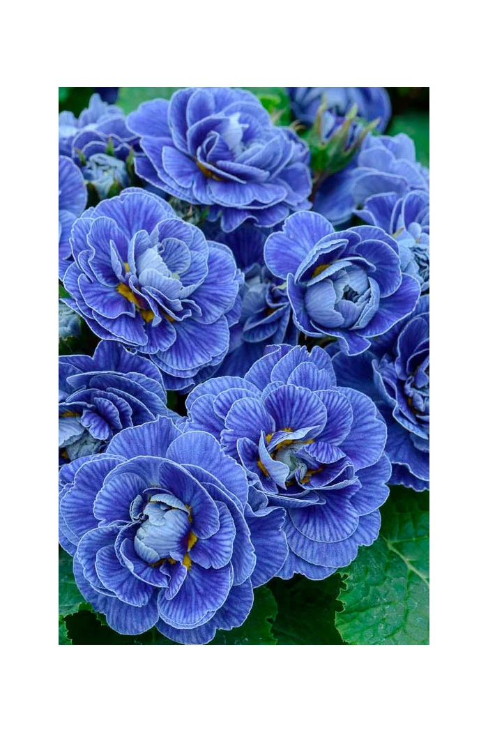 Pierwiosnek 'Belarina® Baltic Blue' | Primula