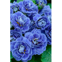 Pierwiosnek 'Belarina® Baltic Blue' | Primula