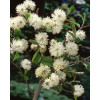 Fotergilla Gardena | Fothergilla gardenii