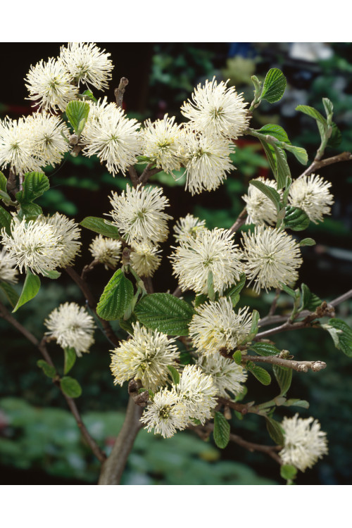 Fotergilla Gardena | Fothergilla gardenii