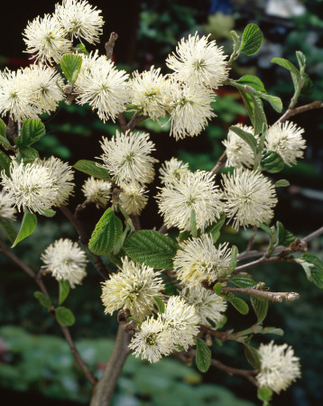Fotergilla Gardena | Fothergilla gardenii