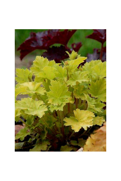 Żurawka 'Key Lime Pie' Heuchera