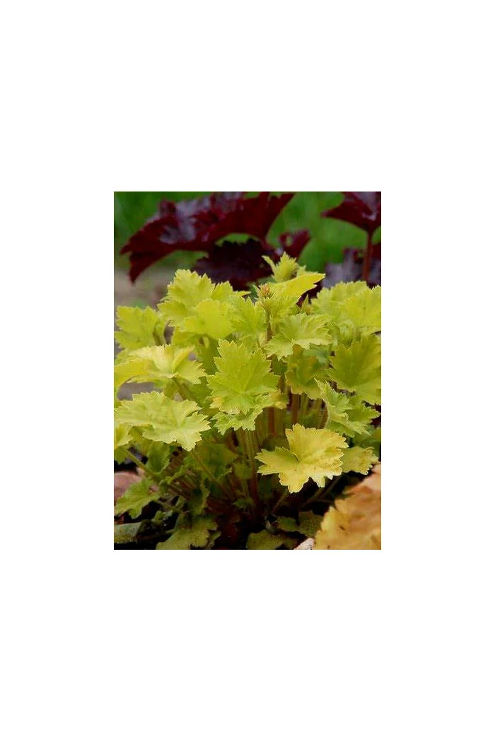 Żurawka 'Key Lime Pie' Heuchera