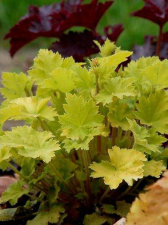 Żurawka 'Key Lime Pie' Heuchera