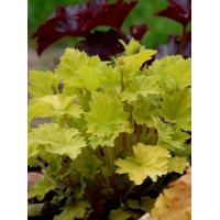 Żurawka 'Key Lime Pie' Heuchera