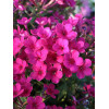 Floks wiechowaty 'Early Cerise' Phlox panniculata