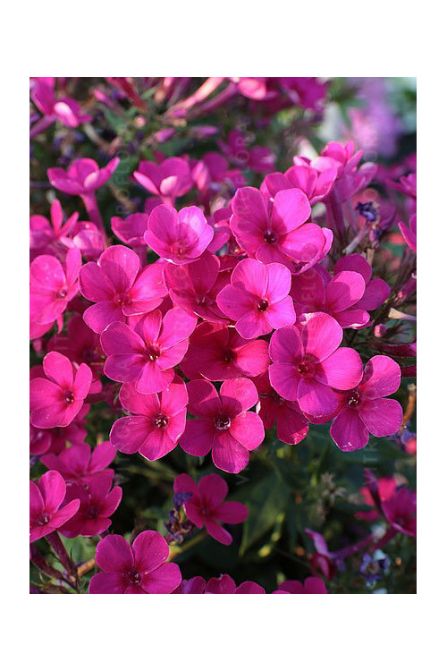 Floks wiechowaty 'Early Cerise' Phlox panniculata