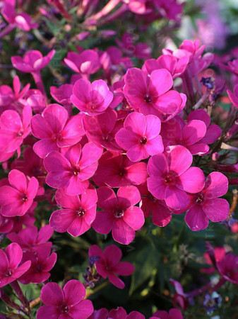 Floks wiechowaty 'Early Cerise' Phlox panniculata