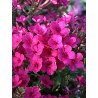 Floks wiechowaty 'Early Cerise' Phlox panniculata