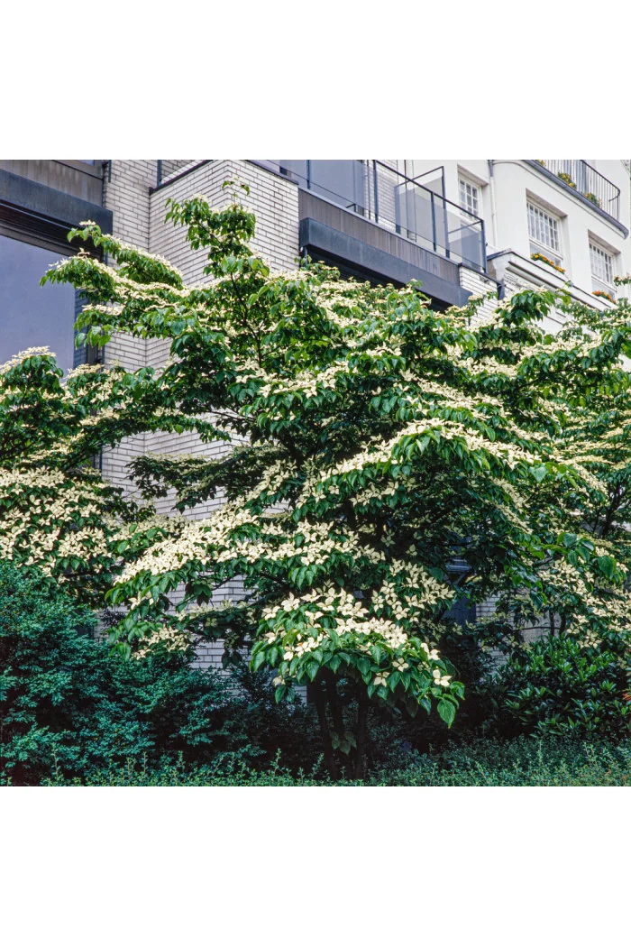 Dereń kousa Cornus kousa var. chinensis