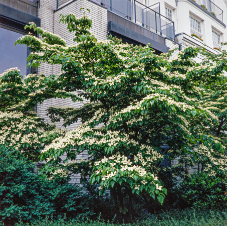 Dereń kousa Cornus kousa var. chinensis