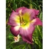 Liliowiec 'Cheese and Wine' Hemerocallis