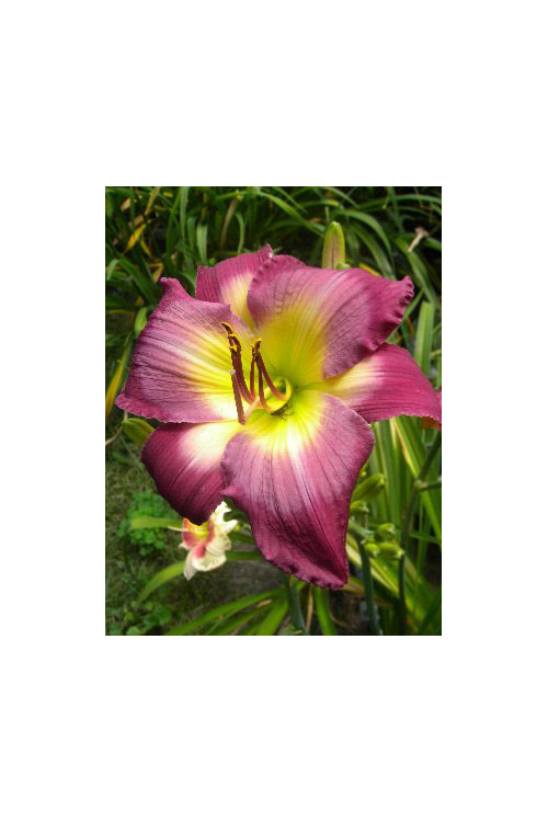 Liliowiec 'Cheese and Wine' Hemerocallis