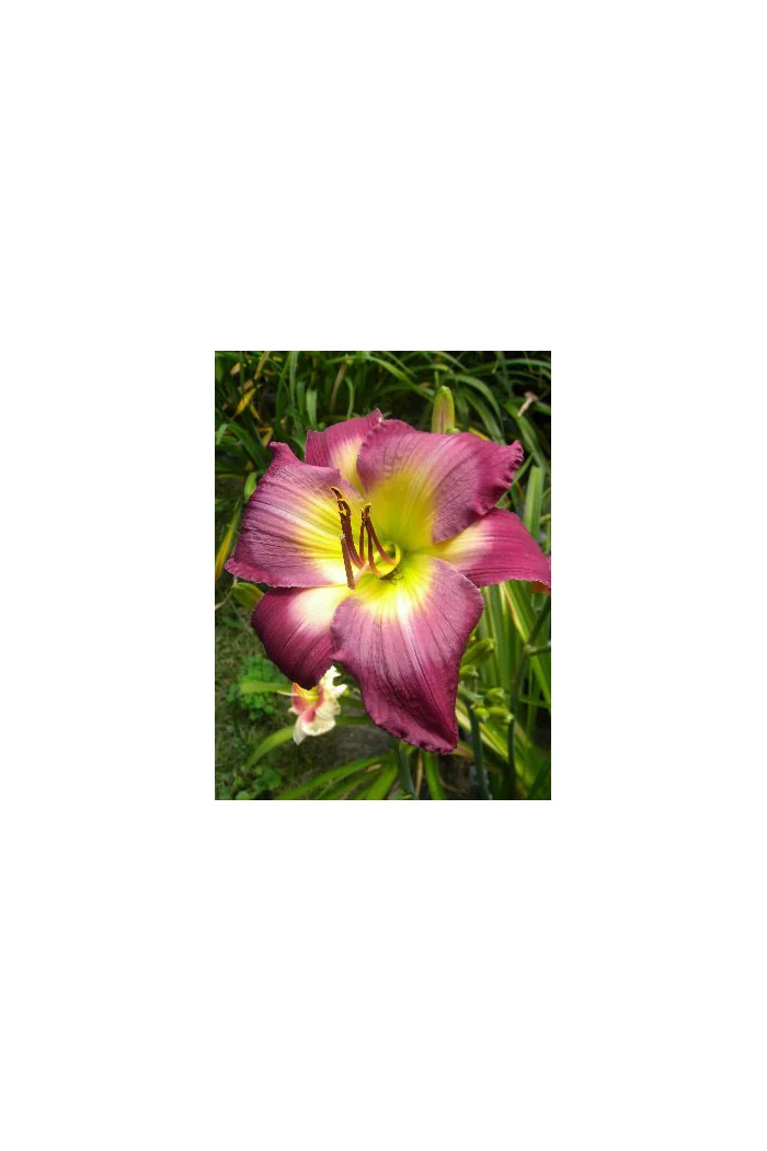 Liliowiec 'Cheese and Wine' Hemerocallis