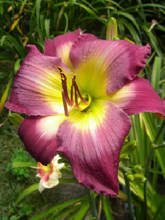 Liliowiec 'Cheese and Wine' Hemerocallis