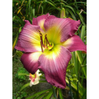 Liliowiec 'Cheese and Wine' Hemerocallis