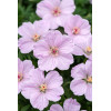 Bodziszek czerwony 'Frivolius Pink' | Geranium sanguineum