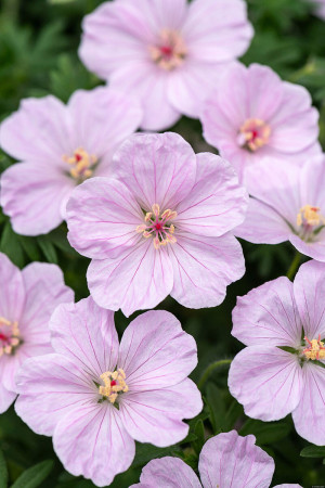 Bodziszek czerwony 'Frivolius Pink' | Geranium sanguineum