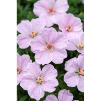 Bodziszek czerwony 'Frivolius Pink' | Geranium sanguineum