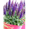 Szałwia omszona 'Compact Violet' | Salvia nemorosa