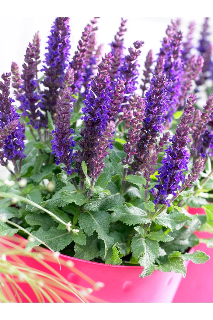 Szałwia omszona 'Compact Violet' | Salvia nemorosa