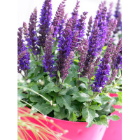 Szałwia omszona 'Compact Violet' | Salvia nemorosa