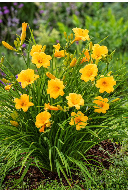Liliowiec 'Stella de Oro' | Hemerocallis