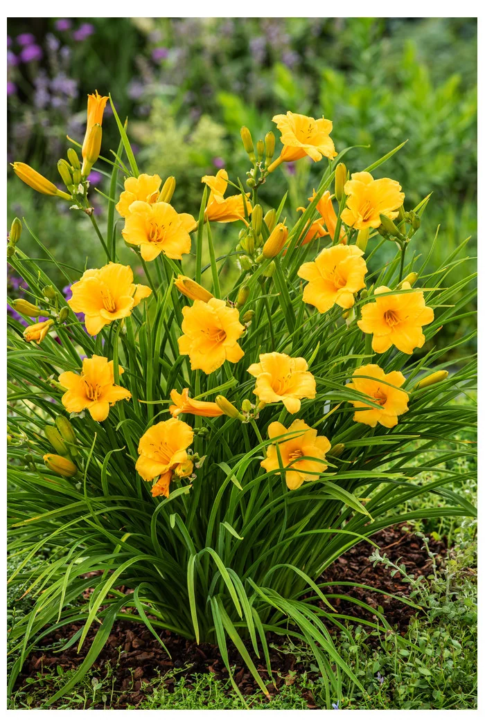 Liliowiec 'Stella de Oro' | Hemerocallis