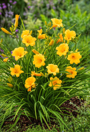 Liliowiec 'Stella de Oro' | Hemerocallis