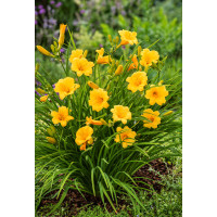 Liliowiec 'Stella de Oro' | Hemerocallis