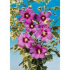 Ketmia syryjska - Hibiskus 'Purpureus Vatiegatus' Hibiscus syriacus
