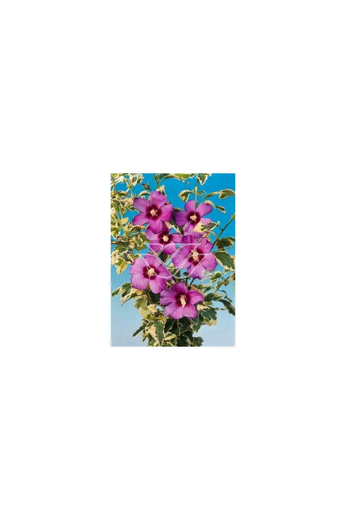 Ketmia syryjska - Hibiskus 'Purpureus Vatiegatus' Hibiscus syriacus
