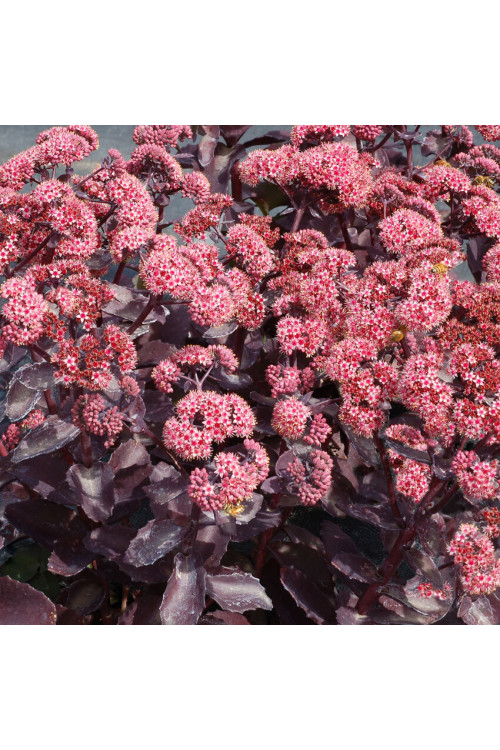 Rozchodnik karpacki 'Cherry Truffle' | Sedum telephium