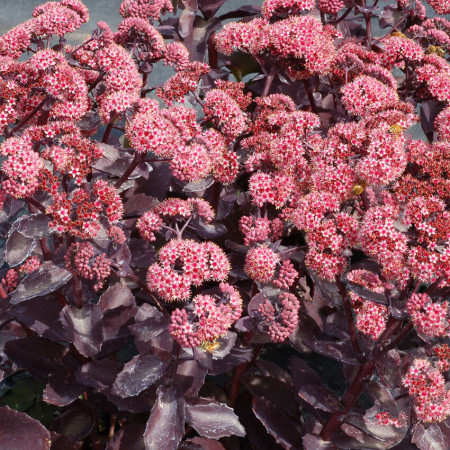 Rozchodnik karpacki 'Cherry Truffle' | Sedum telephium