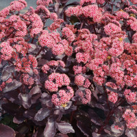 Rozchodnik karpacki 'Cherry Truffle' | Sedum telephium
