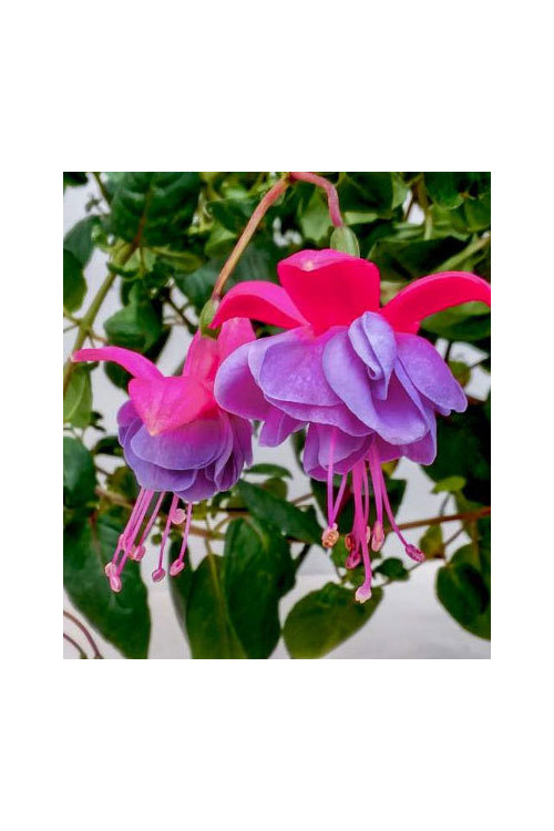 Fuksja 'Winston Churchill'