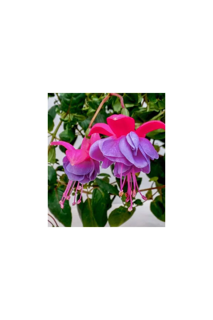 Fuksja 'Winston Churchill'