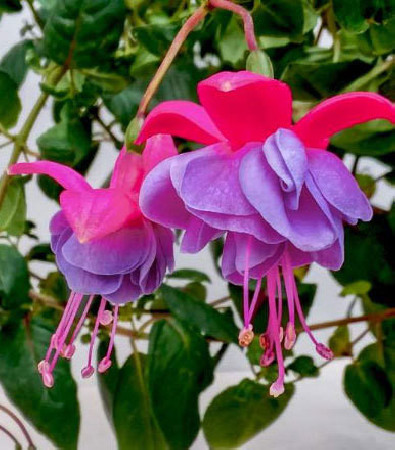 Fuksja 'Winston Churchill'