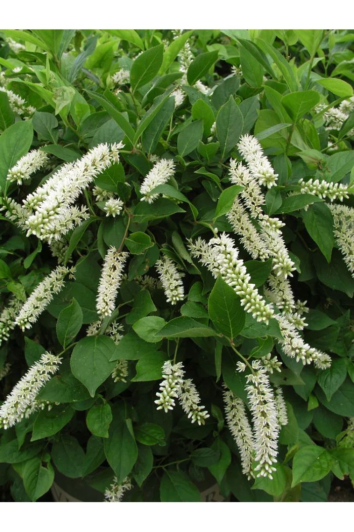 Orszelina olcholistna Clethra alnifolia