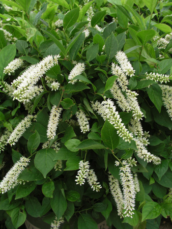 Orszelina olcholistna Clethra alnifolia
