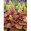 Żurawka 'Little Cutie Blondie' Heuchera