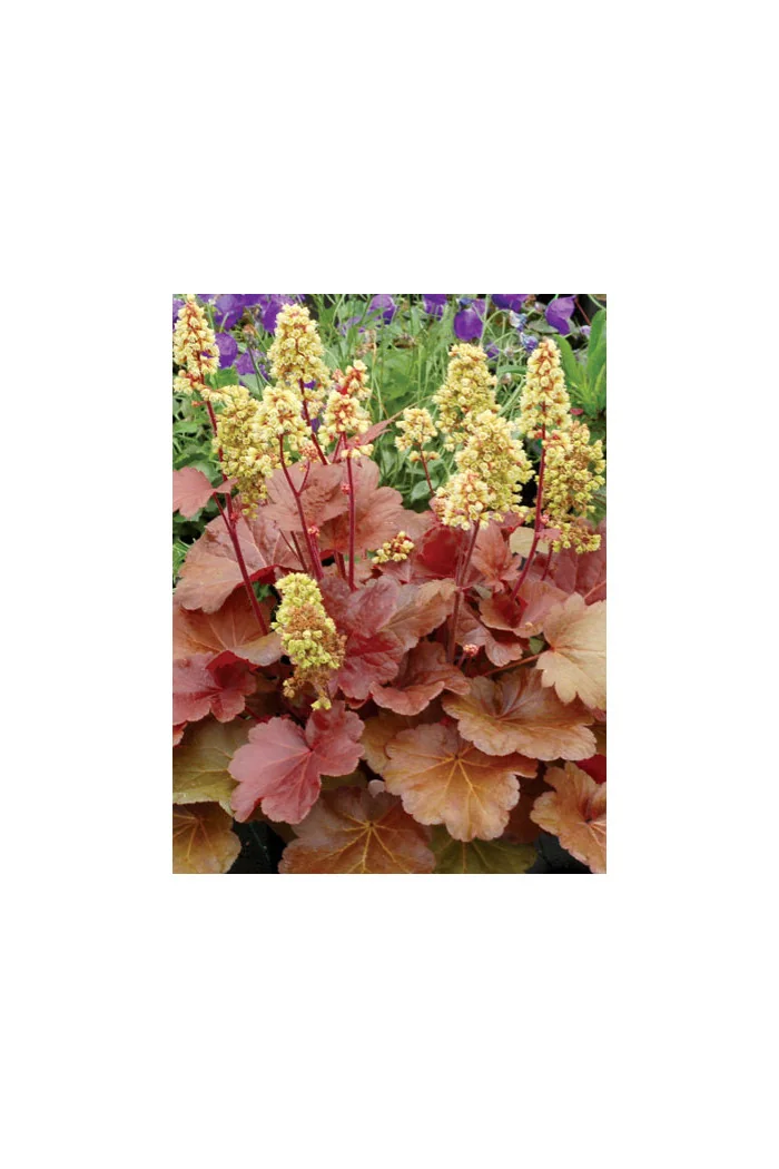 Żurawka 'Little Cutie Blondie' Heuchera