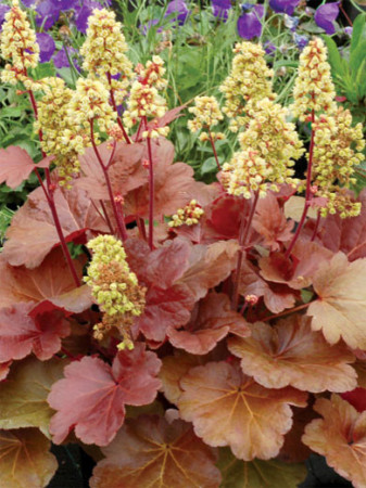 Żurawka 'Little Cutie Blondie' Heuchera