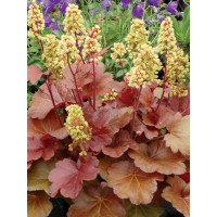 Żurawka 'Little Cutie Blondie' Heuchera